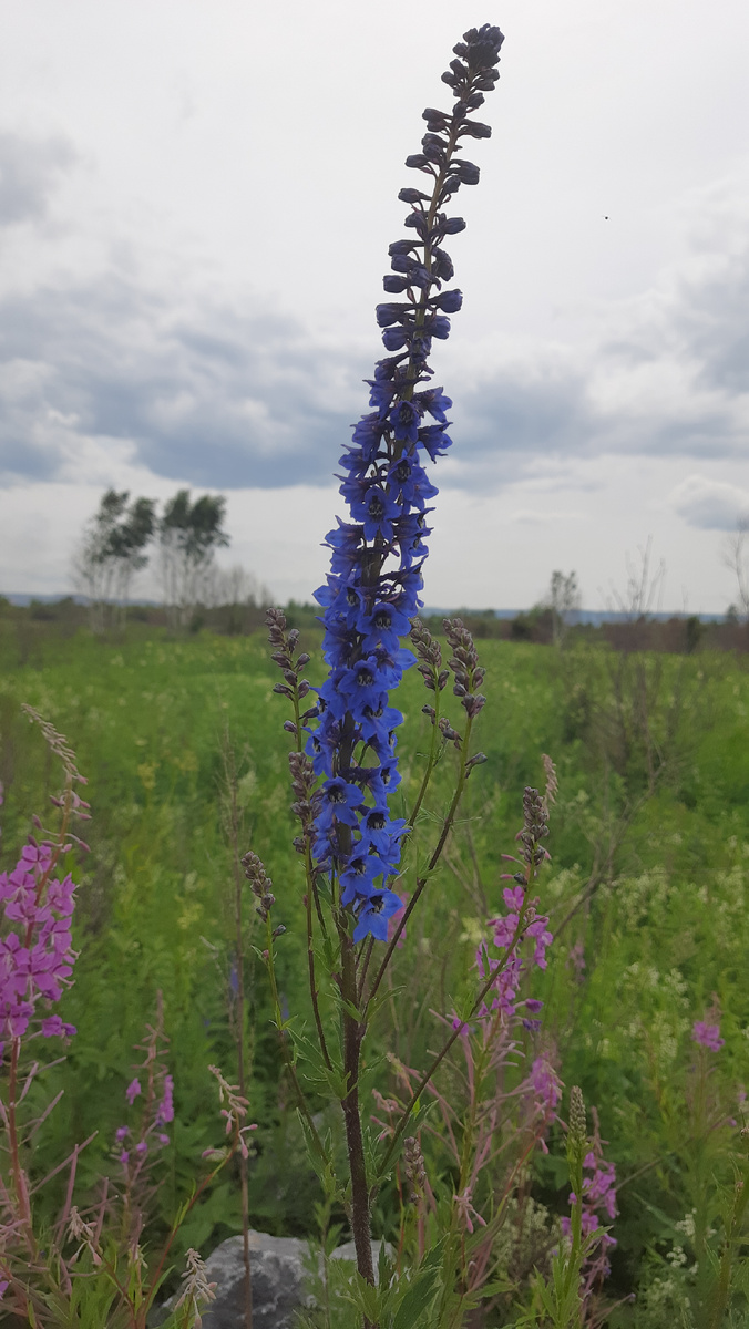 Дельфиниум