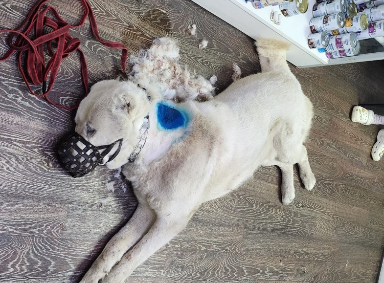 Под действием наркоза шею САО выбрили и обработали.