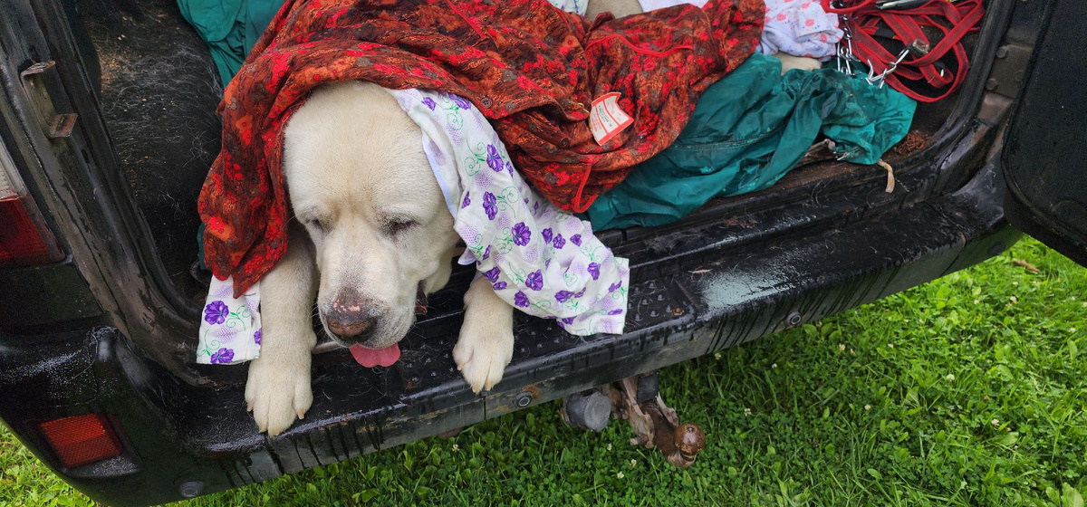 Ричард отходит от наркоза. Загрузить в машину 80-килограммового алабая под наркозом - тот еще квест, но мы справились.