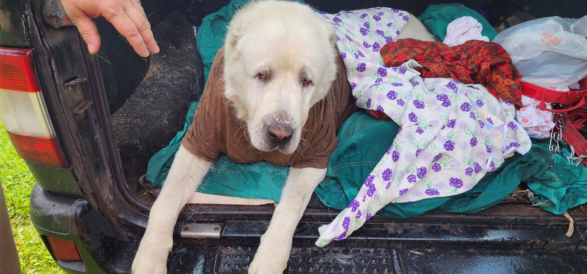 Первый день носил футболку)) Потом научились оперативно менять повязки.