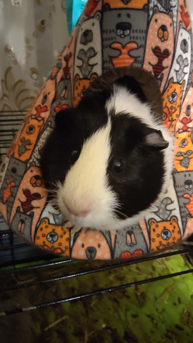 Наша  Пуша в домике