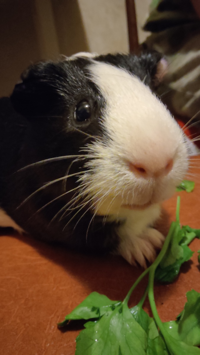 Запечатлела в паузе между едой