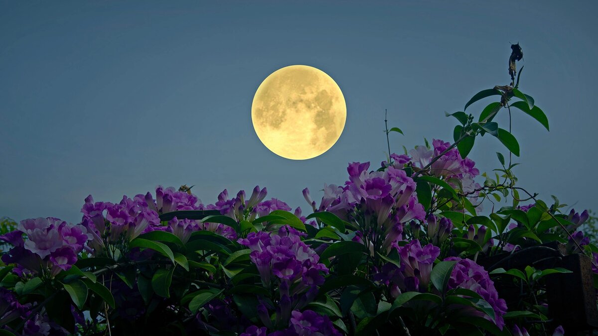 Лунный календарь садовода-огородника 2025 год