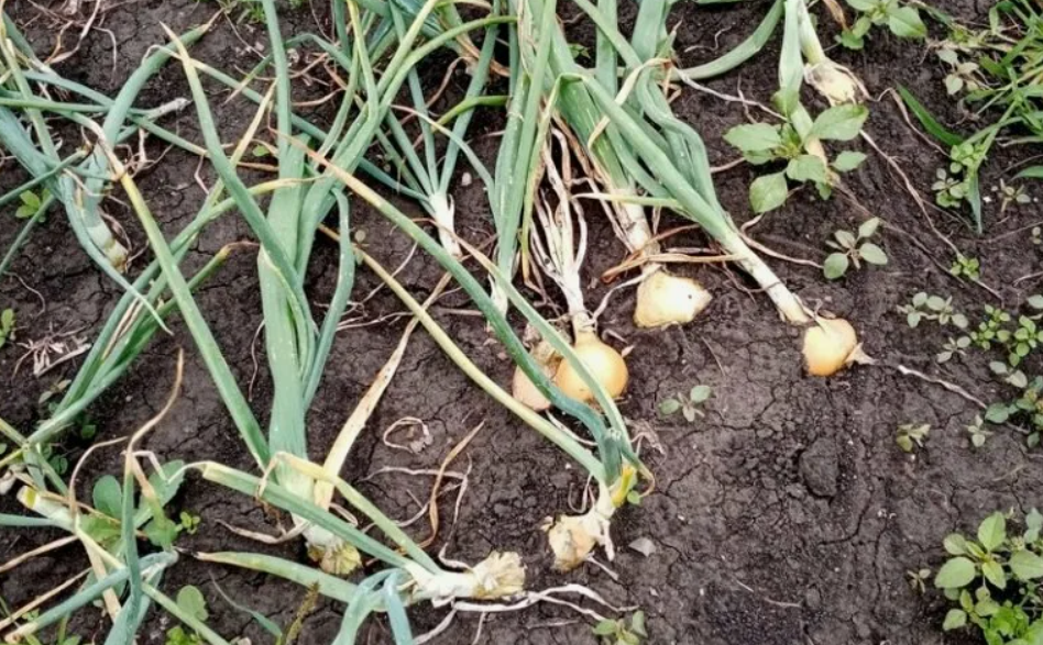 Делитесь опытом, ставьте пальчик вверх👍👍👍👍👍👍👍👍