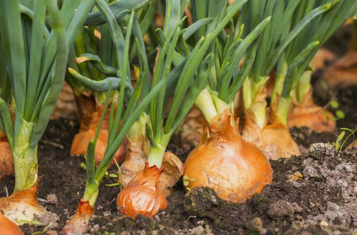 Нажимайте пальчик вверх, так вы помогаете каналу👍👍👍👍👍👍👍