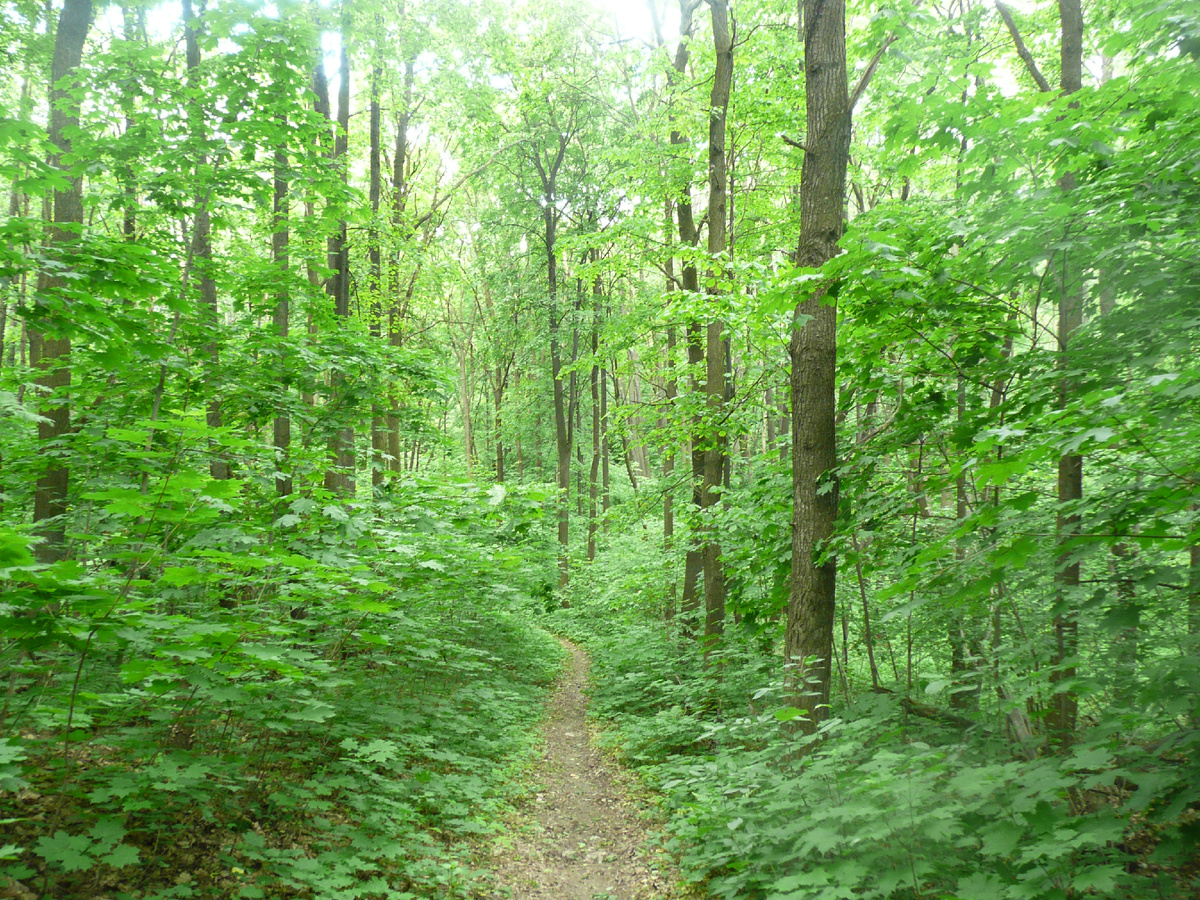 Широколиственный лес