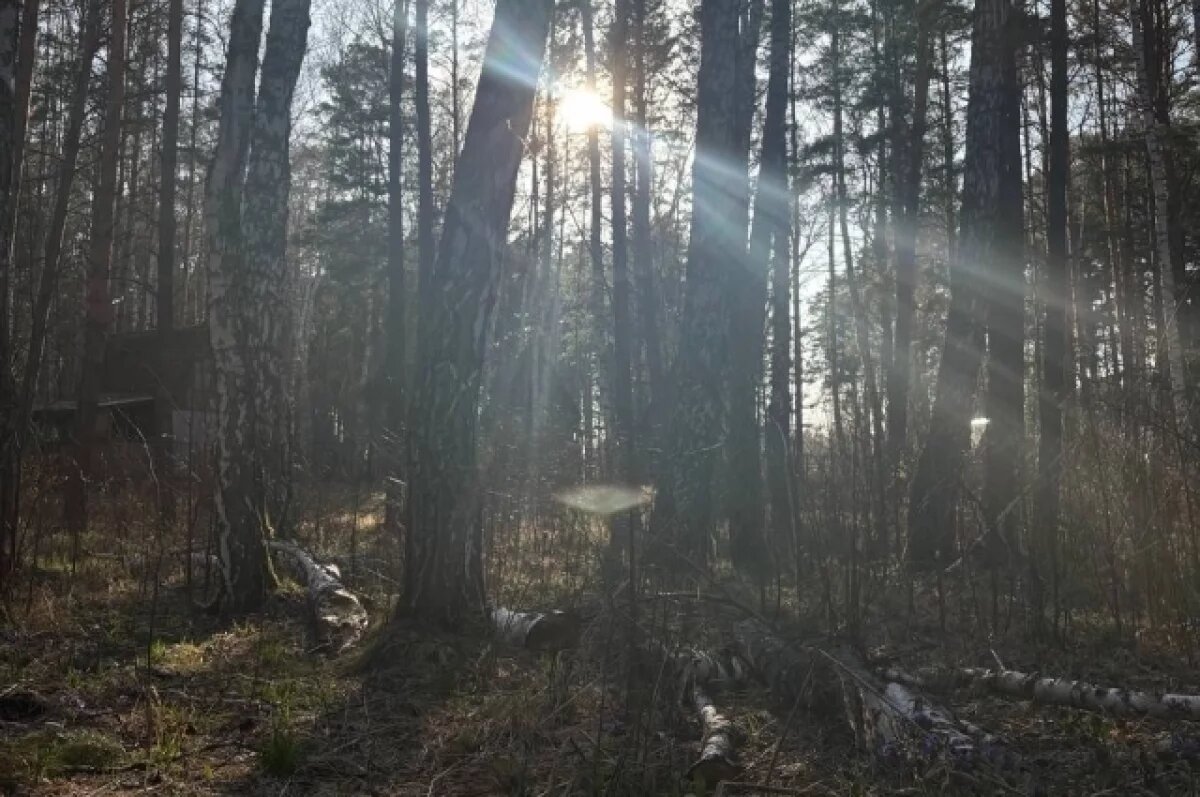    МЧС предупредили о риске возгорания лесов 1 и 2 августа в Иркутской области