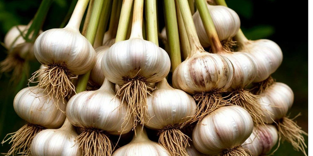 Чеснок: 20 Интересных Фактов, не забывая о его "темных сторонах".