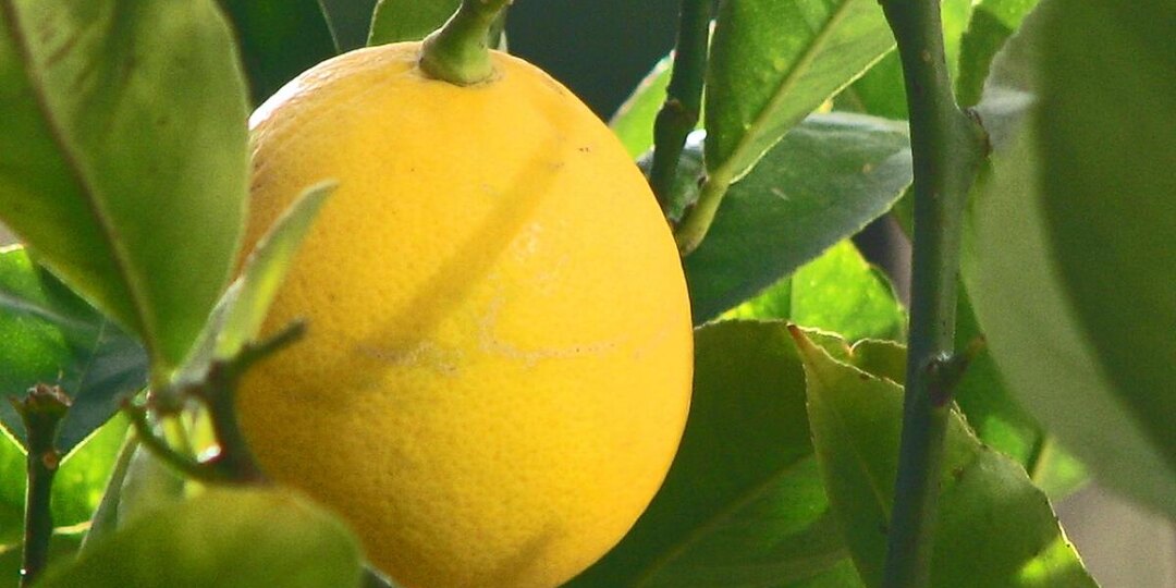 Лимонное дерево в горшке: как ухаживать, чтобы плодоносило каждый год