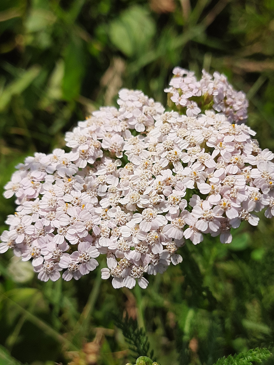 Тысячелистник