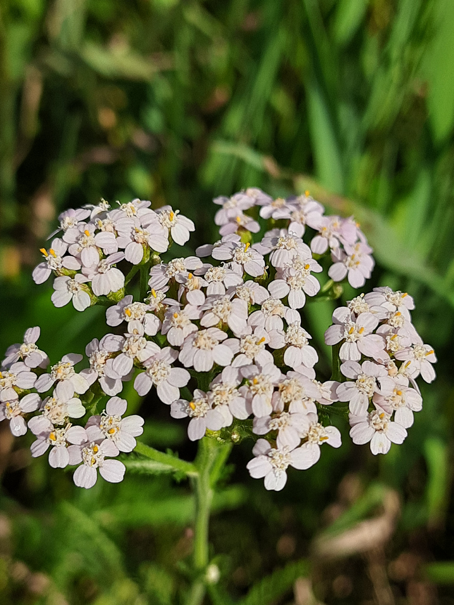 Тысячелистник