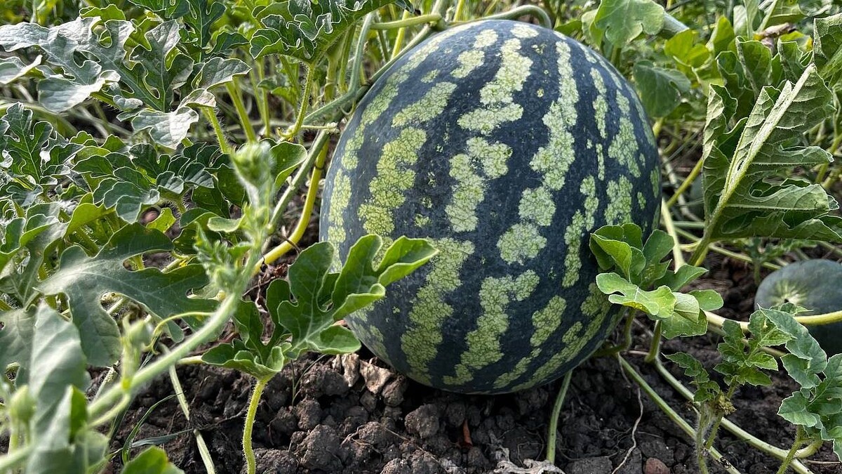    Фото: телеканал «Краснодар»