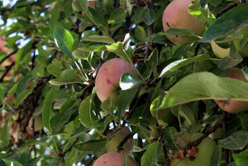 Сбор урожая и обрезка