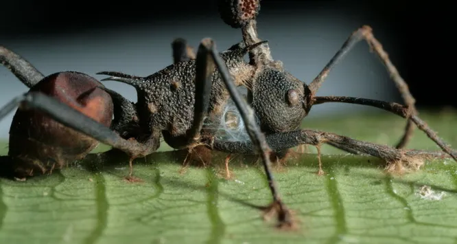 Источник: wikipedia