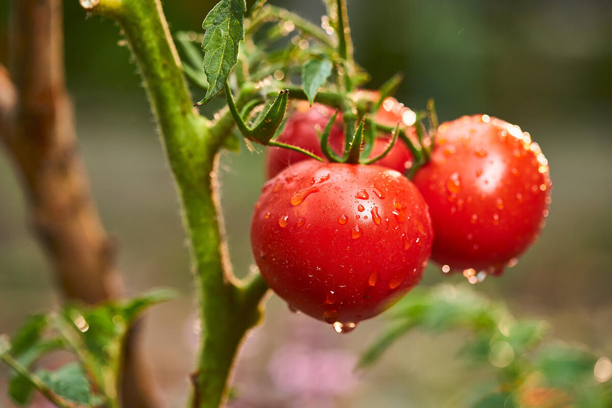     123RF/legion-media.ru