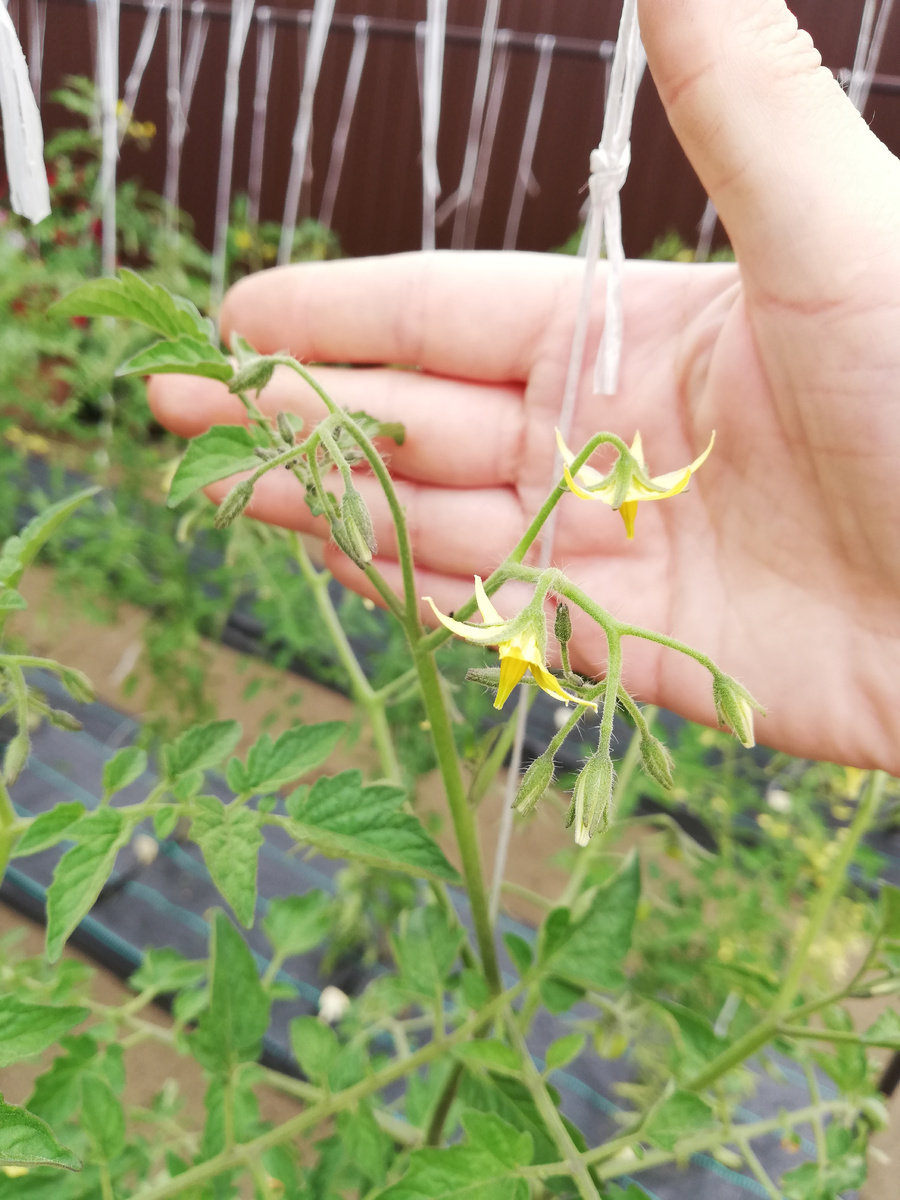 01.07.2025 Карамелька.