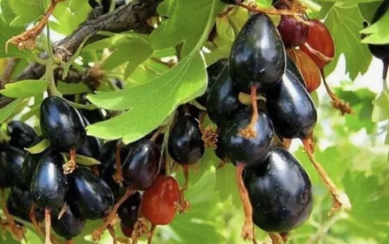 Золотистая смородина — чем отличается от черной, красной и белой?