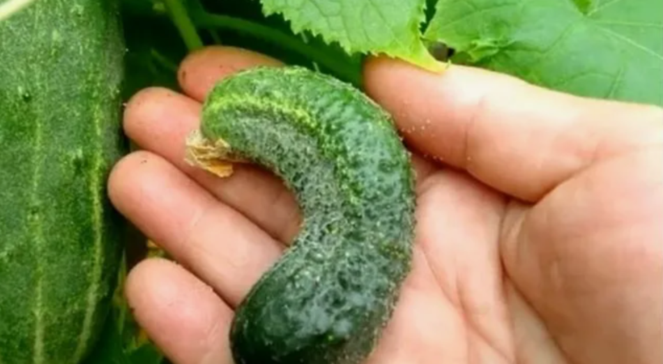 огурец крючком