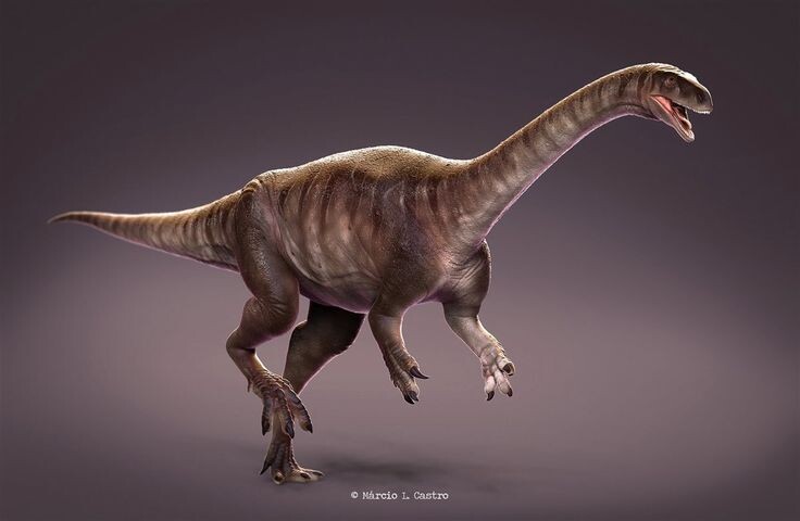 Макроколлум. Иллюстрация.