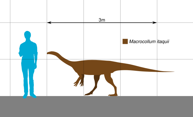 Макроколлум по сравнению с человеком.