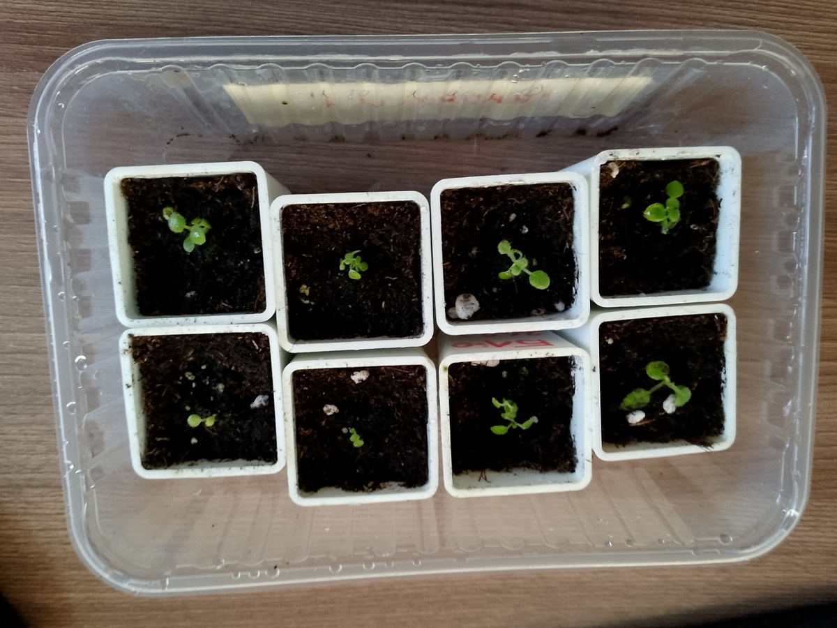 на фото видно, что растения разные