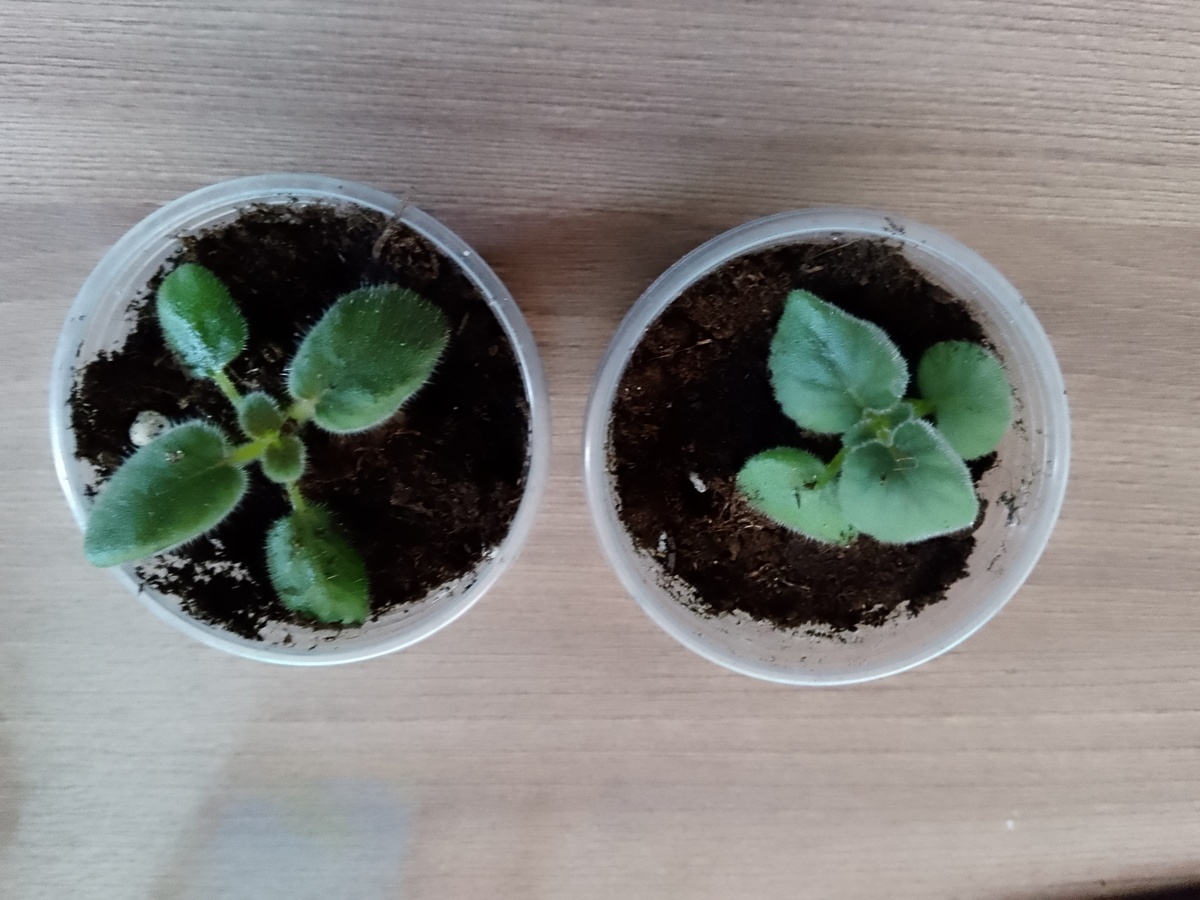 у них интересные на ощупь листья