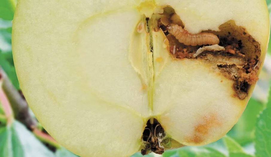 Безопасная обработка яблонь от плодожорки перед сбором урожая: 5 биопрепаратов, которые реально работают