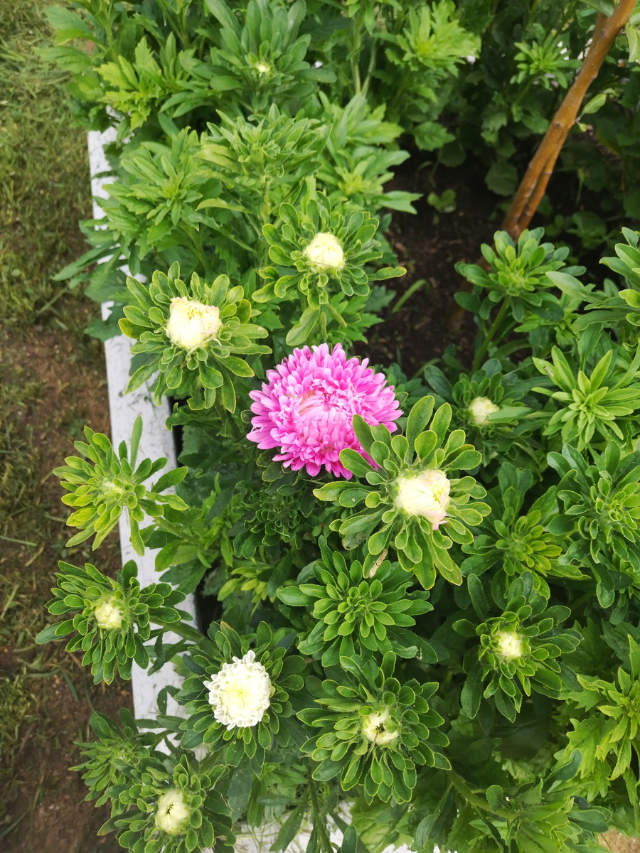 У меня начинают расцветать астры. 