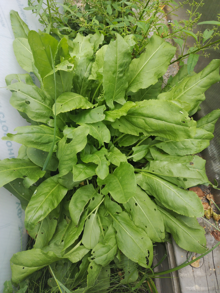 Приятно познакомиться! Щавель! 