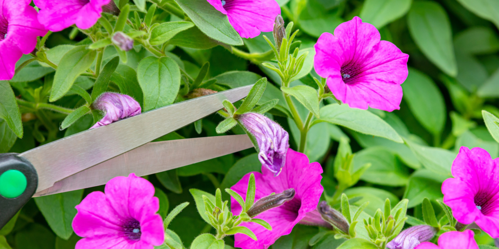 Удаляем отцветшие бутоны. Источник фото: https://lifehacker.ru/kak-obrezat-petuniyu/