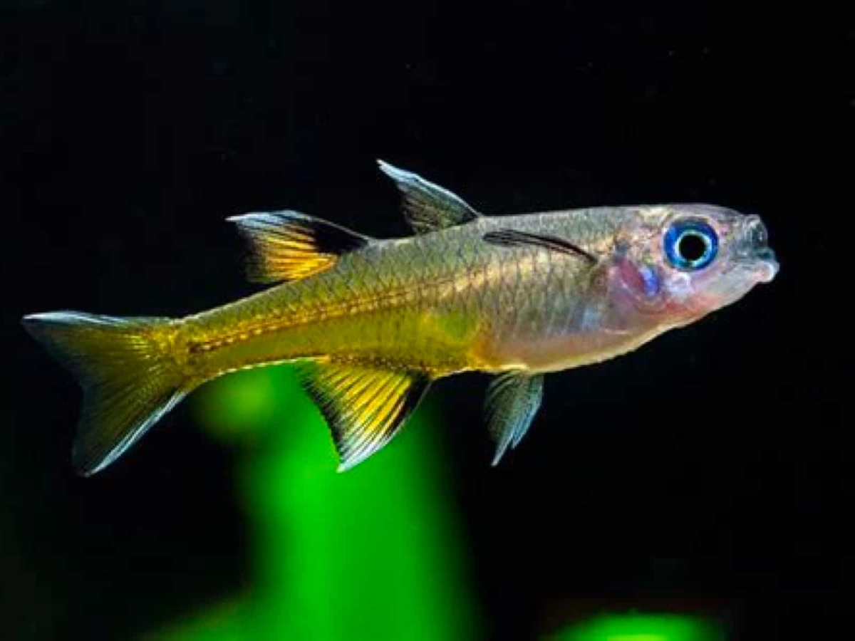 Pseudomugil signifer
