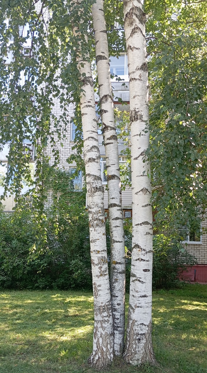 Три девицы под окном... 