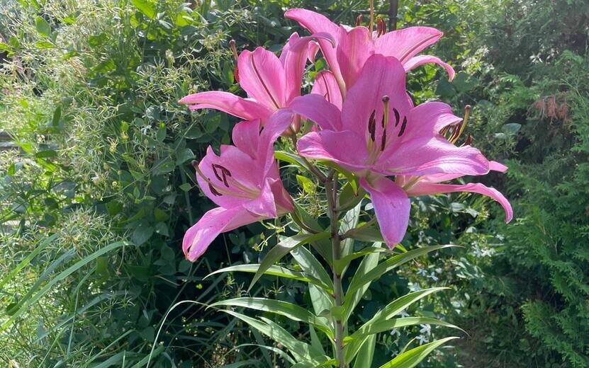    Погода в Ижевске на день: 1 августа ждем жару до 30°С