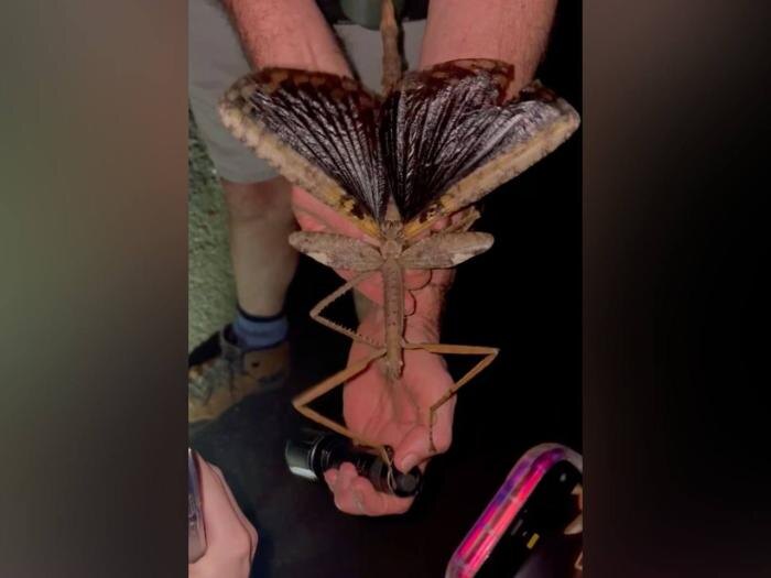     Фото: James Cook University