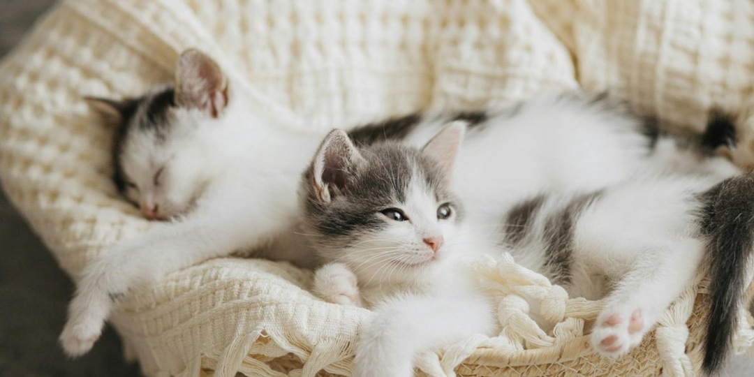 Не только для защиты: почему кошка прячет котят