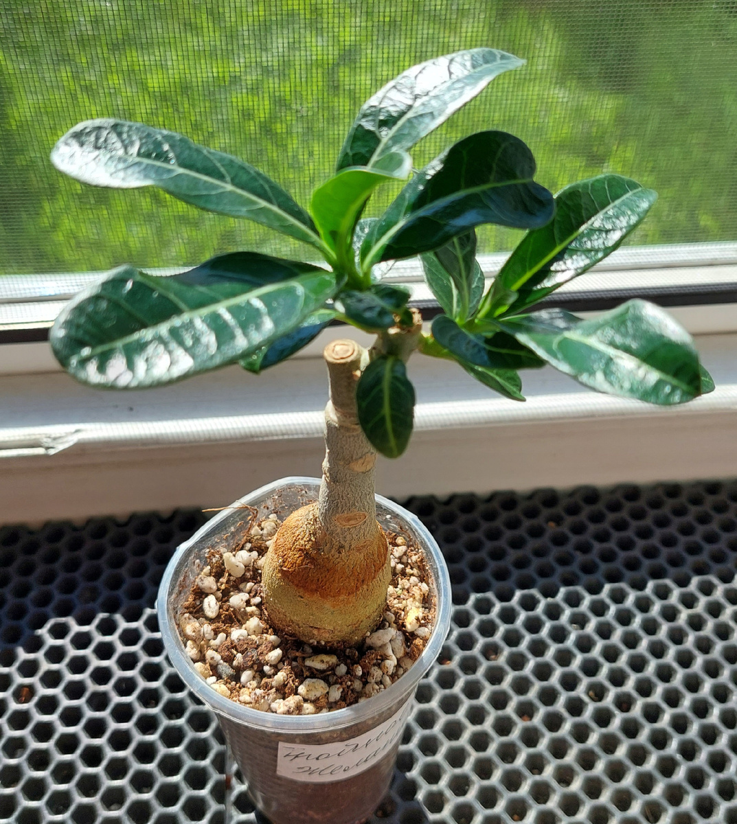 Фото автора  Адениум мне подарили 