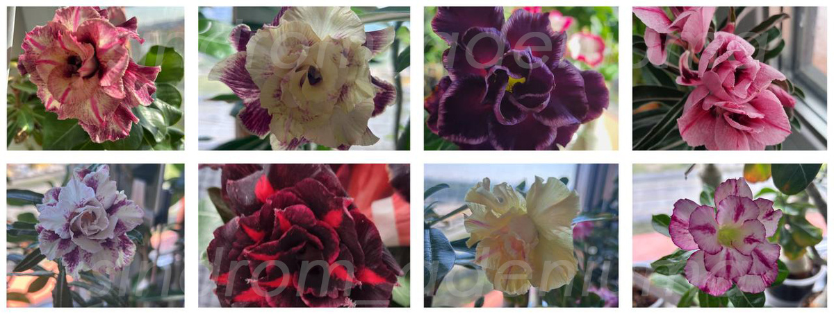 Часть моей коллекции