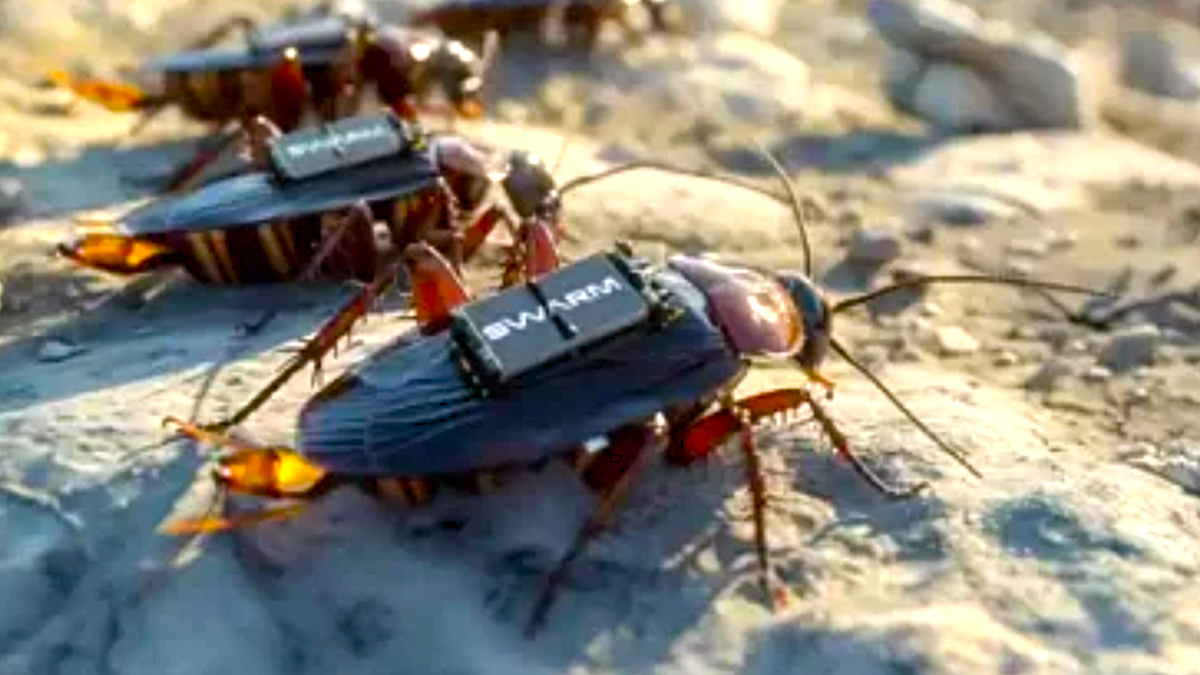 На фотографии: живой таракан со встроенным чипом от немецкой компании Swarm Biotactics. Для статьи "От дронов-комаров из Китая до живых кибер-тараканов из Германии: будущее, которое пугает".