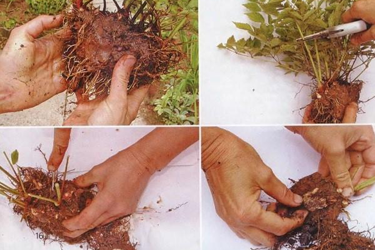 Размножение астильбы делением куста. Источник фото: https://glav-dacha.ru/razmnozhenie-astilby-deleniem-kusta