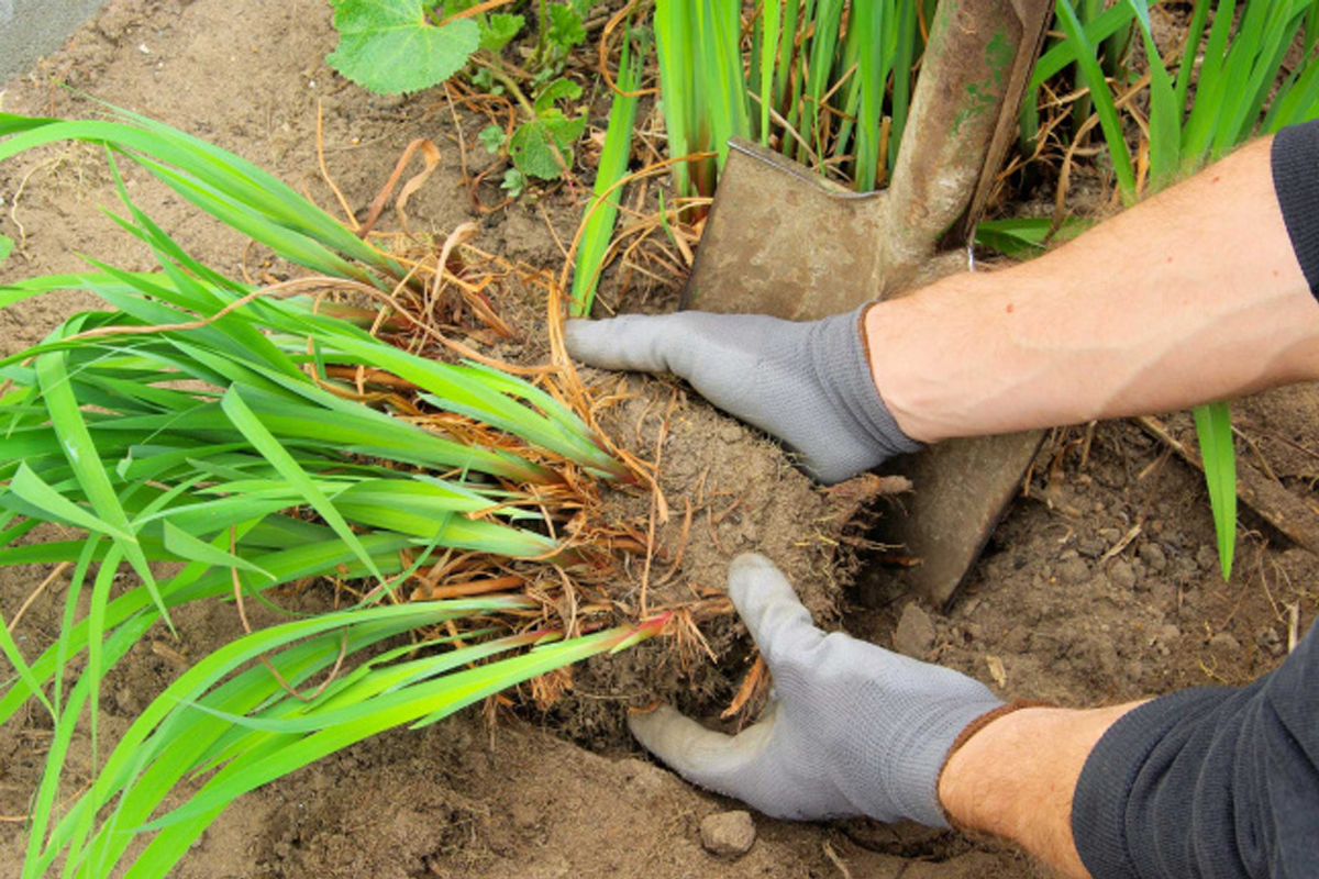 Деление лилейников. Источник фото: https://kasheloff.ru/photos/kogda-luchshe-peresajivat-tsvetiy-vesnoy-ili-osenyu/9