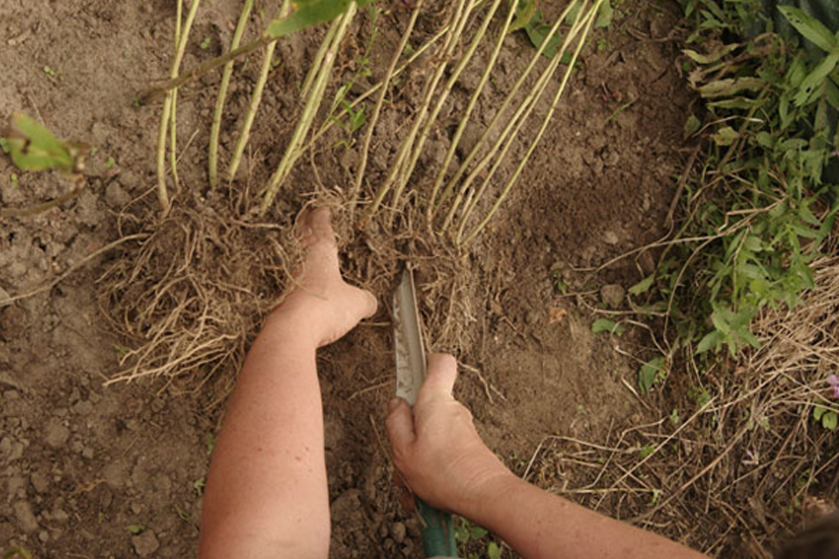 Деление флоксов. Источник фото: https://aif.ru/dacha/flowers/1332830