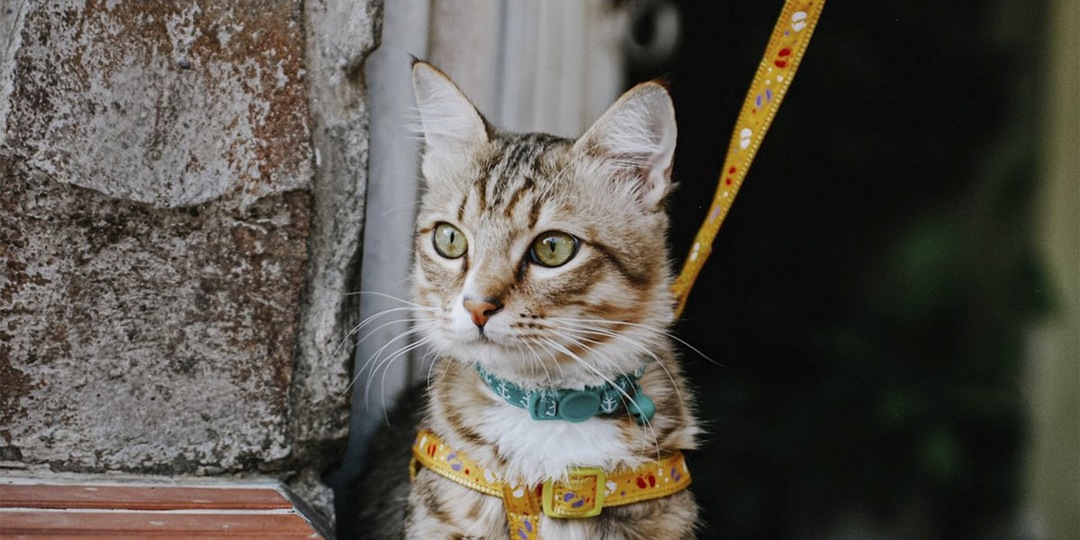 «Сбежал кот»: 5 причин не выгуливать кошку на шлейке