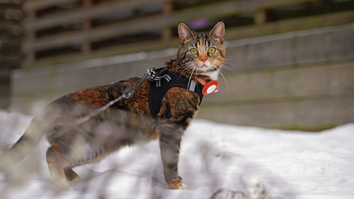   Кот в шлейке на улице