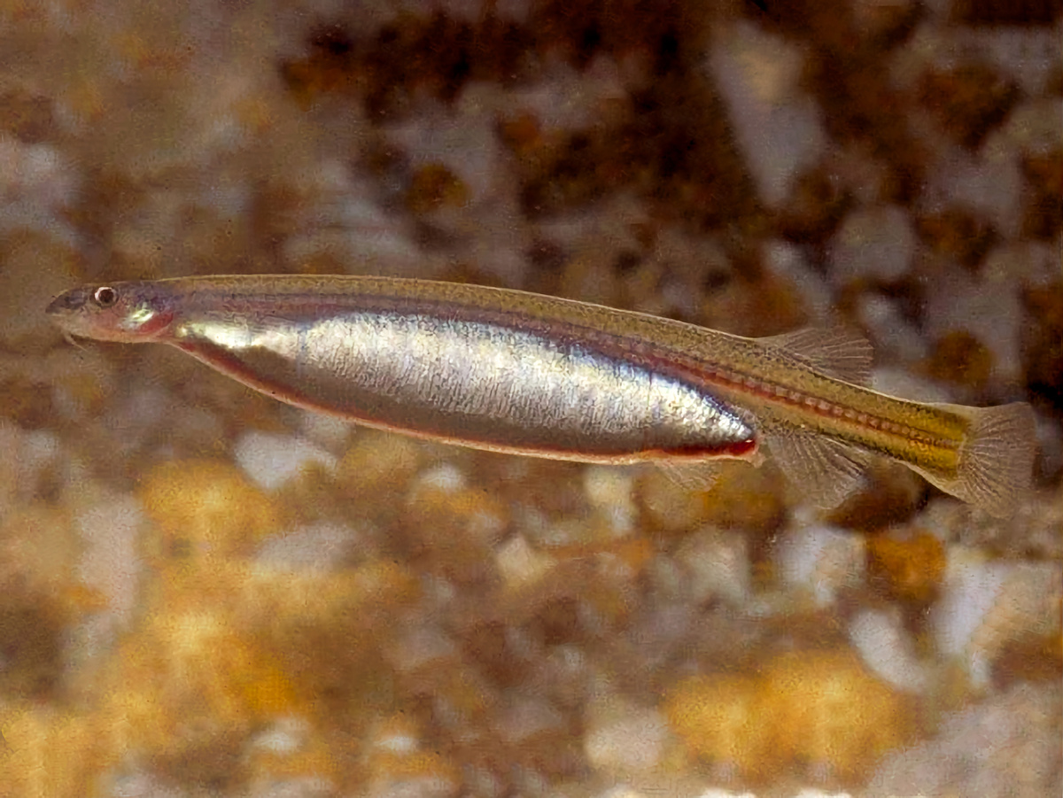 Большинство задокументированных свидетельств атак ванделлии относятся к началу и середине XX века и не имеют подтверждений. Морской биолог Стивен Спотт указал на множество несоответствий: ванделлия не смогла бы проплыть против мощного потока и проникнуть в узкое отверстие уретры. Фотография: Ivan Sazima & Jansen Zuanon, CC BY 4.0