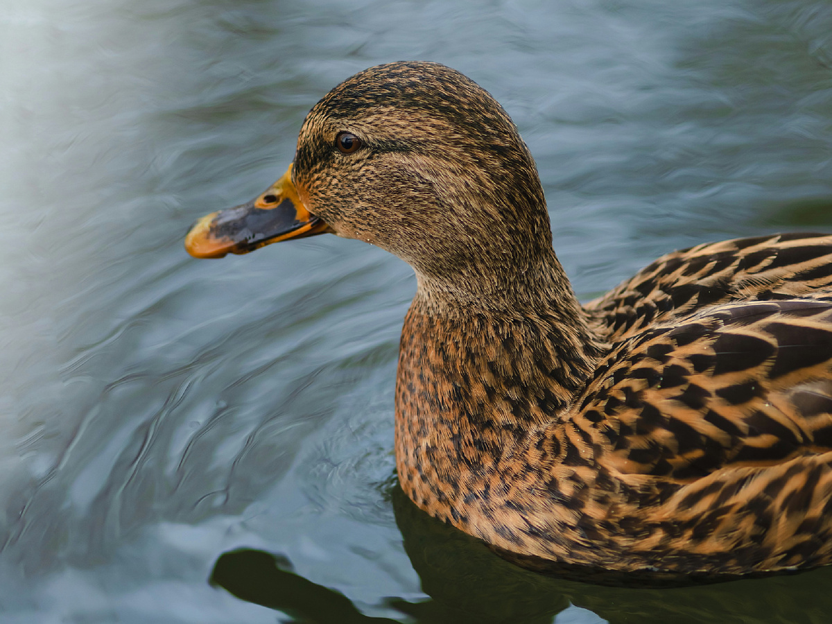 В комфортной среде церкариям приятно создавать потомство и производить наследников. А затем отправлять их вместе с утиными «сюрпризами» в водную среду, где «икринки» сызнова начнут путь развития и формирования.