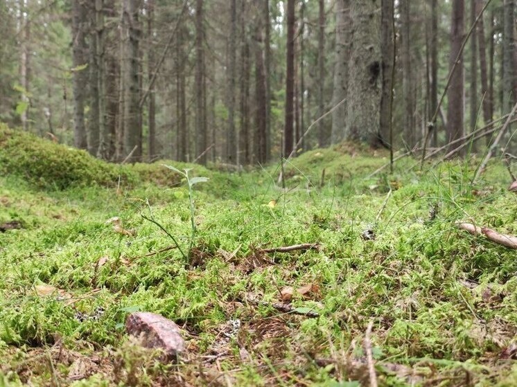     Фото: архив МК в Ленобласти.