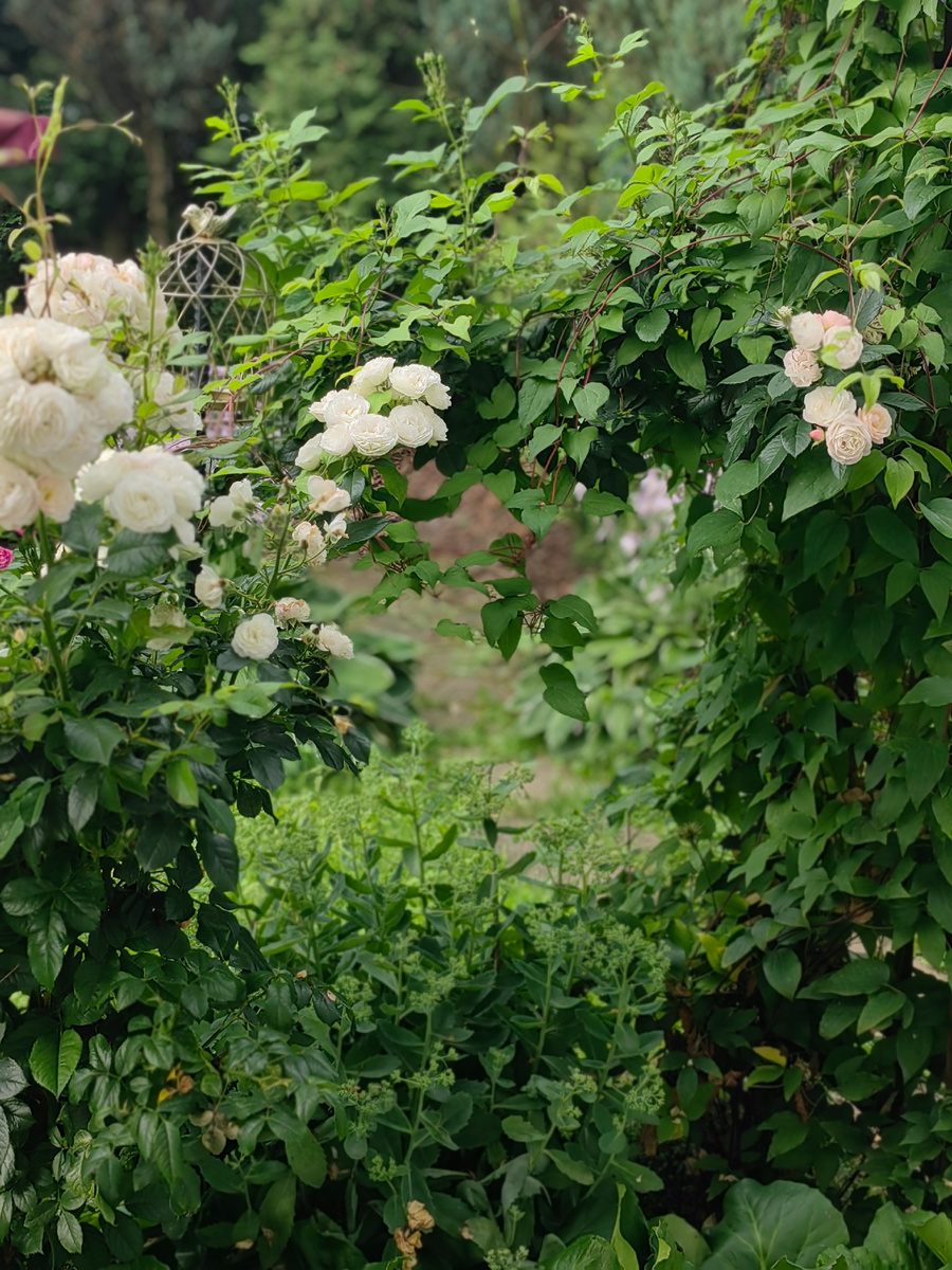 Причудливая арка из роз и клематиса .