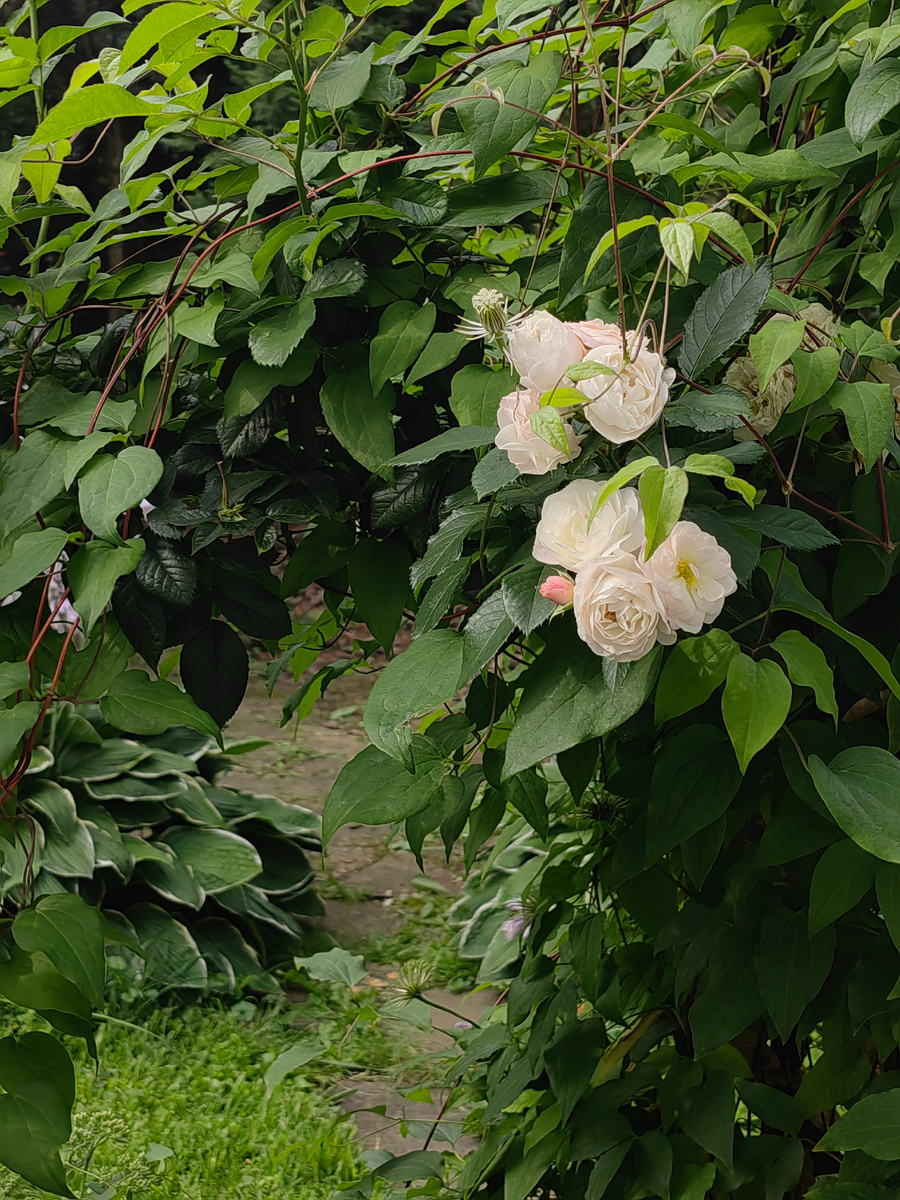 Эта же арка с другого ракурса 