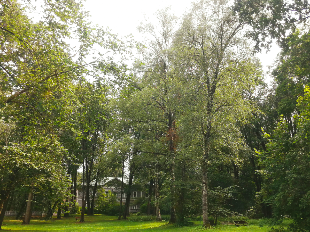 Скромный, но уютный дом стоит в тени огромных старых деревьев