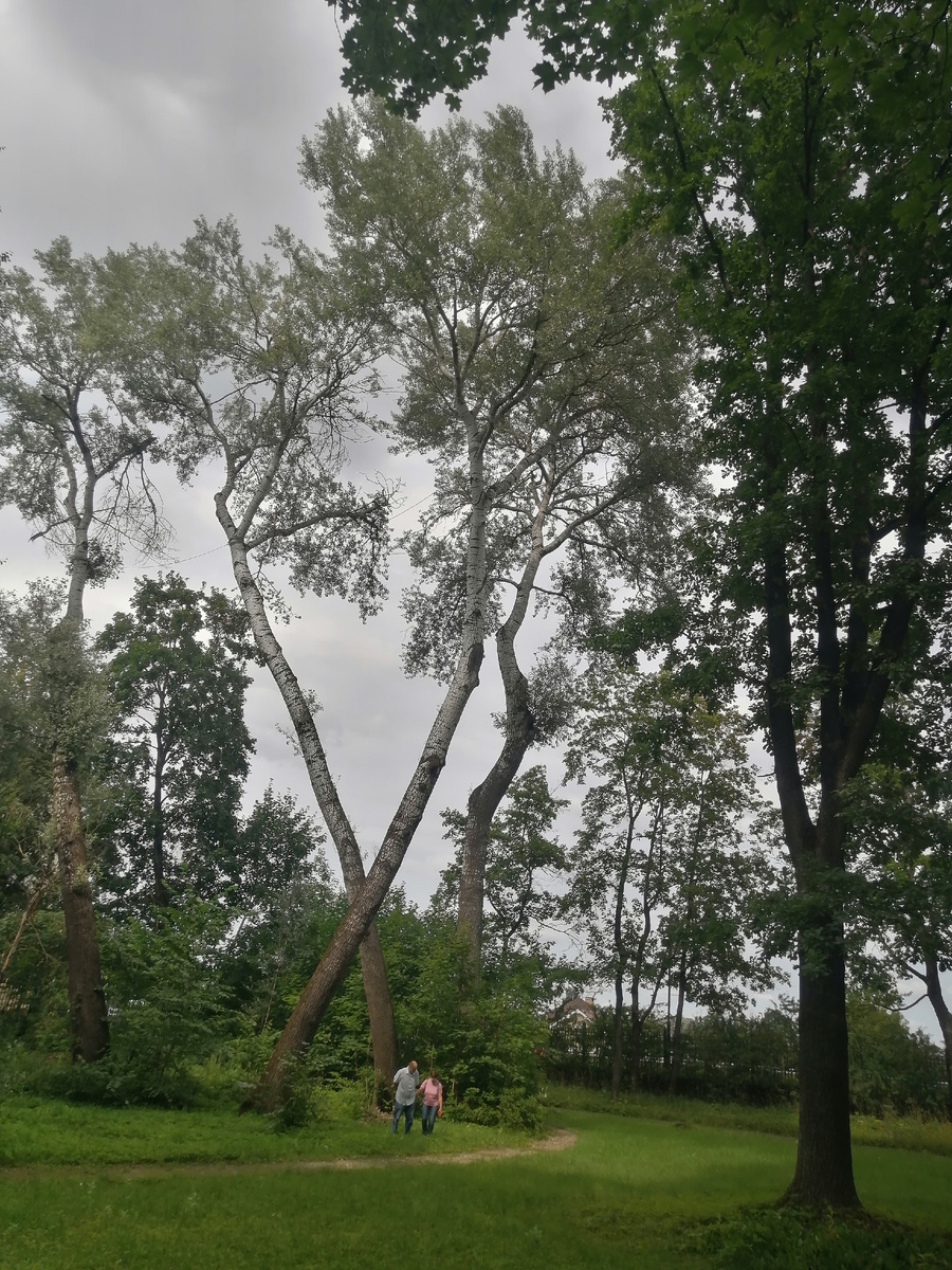 Сейчас недалеко от старых ворот растут два замечательных гигантских дерева, перекрещенные буквой Х